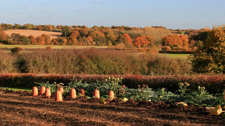 View of the vegetable garden, with terracotta cloches over plants, and the surrounding countryside in autumn at Sissinghurst Castle Garden, Kent
